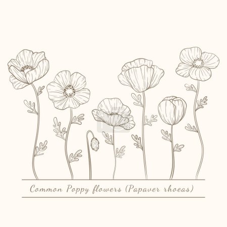 Photo for Hand drawn poppy flowers set. Poppies plant flower line art. Papaver rhoeas, Common poppy plant set - Royalty Free Image