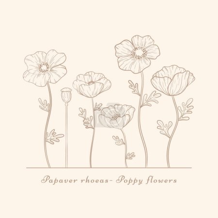 Ilustración de Conjunto de flores de amapola dibujadas a mano. Vintage amapolas planta línea de flores arte. Papaver rhoeas, Conjunto de plantas de amapola común - Imagen libre de derechos
