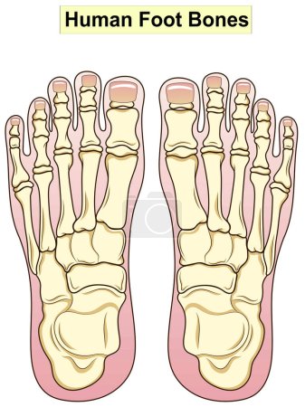 Téléchargez les photos : Anatomie. Anatomie du pied humain. Des os de pied humain. Les principales parties qui composent le pied sont montrées. Pour l'éducation médicale de base. Signatures et texte. Aussi pour les cliniques ensemble - en image libre de droit