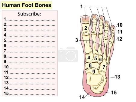Photo for Anatomy. Human foot bon Anatomy. Human foot bones. The main parts that make up the foot are shown. For basic medical education. Signatures and text. Test, fill in the blank lines. - Royalty Free Image