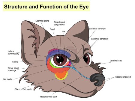 Photo for Structure and functions of the eye. The main parts that make up For basic medical education. Signatures and text. Also for clinics set - Royalty Free Image