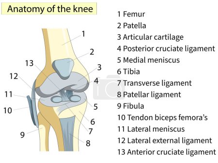 Photo for Anatomy. Knee Joint Cross Section Showing the major parts which made the knee joint For Basic Medical Education Also for clinics - Royalty Free Image