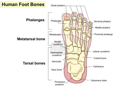 Anatomy. Human foot bon Anatomy. Human foot bones. The main parts that make up the foot are shown. For basic medical education. Signatures and text. Also for clinics set the textes.