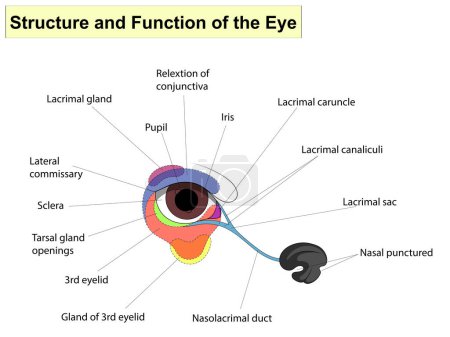 Ilustración de Estructura y funciones del ojo. Las partes principales que componen la educación médica básica. Firmas y texto. También para el conjunto de clínicas - Imagen libre de derechos