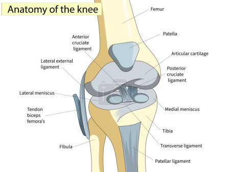 Illustration for Anatomy. Knee Joint Cross Section Showing the major parts which made the knee joint For Basic Medical Education Also for clinics - Royalty Free Image