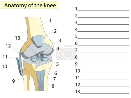 Illustration for Anatomy. Knee Joint Cross Section Showing the major parts which made the knee joint For Basic Medical. Assignment, write down the anatomical names. - Royalty Free Image