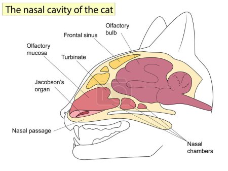 Téléchargez les illustrations : Coupe sagittale d'une tête de chat. Anatomie des chats. Pour la formation médicale de base Aussi pour les cliniques, la médecine vétérinaire. - en licence libre de droit