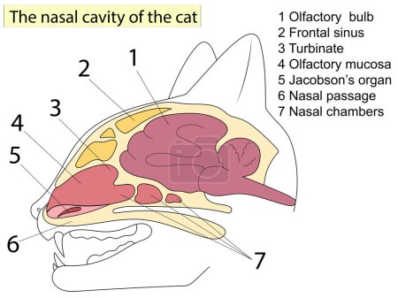 Sagittal section of a cat head. Anatomy of cats. For Basic Medical Education Also for clinics, veterinary medicine.