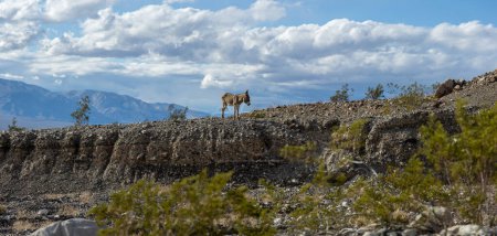 Téléchargez les photos : Un burro sauvage se dresse au bord d'un bain sec dans la vallée de Panamint en Californie, encadré par une chaîne de montagnes lointaine et un ciel nuageux. - en image libre de droit