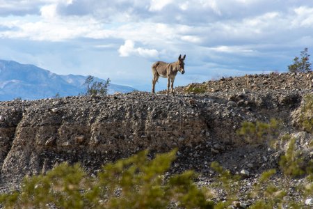 Téléchargez les photos : A wild burro stands on the edge of a wash in the Panamint Valley, CA near Death Valley National Park. - en image libre de droit