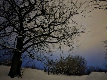 Photo for Night landscape with a beautiful winter tree - Royalty Free Image