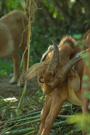 Foto de Esta es una foto de cerca de una cabeza de cabra inclinada cuernos. - Imagen libre de derechos