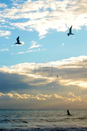 Foto de Aves marinas voladoras sobre el mar - Imagen libre de derechos