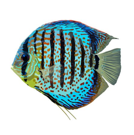 Téléchargez les photos : Blue Discus Cichlid Fish, Symphysodon, Aquarium d'eau douce Illustration animalière - en image libre de droit