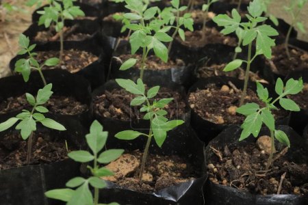 Foto de Crecimiento de pequeñas plantas de tomate en la bolsa de polietileno. Cosecha de hortalizas de otoño en granja ecológica. - Imagen libre de derechos