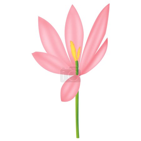 A crocus isolated on a white background in a hand-drawn gradient color spring floral concept, illustration