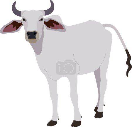 Zebu-Bulle. Brahmanische Rinder. Vektorillustration. Weiße männliche indische Kuh. Ein Symbol für indische religiöse Feste