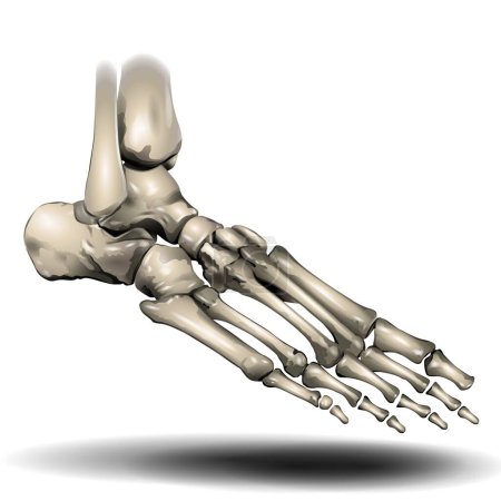 Photo for Toe Skeleton on White Background - Fla source file available - The forefoot has 5 metatarsal bones and 14 phalanges (toe bones). There are 3 phalanges in each toe  except for the first toe, which usually has only 2. - Royalty Free Image