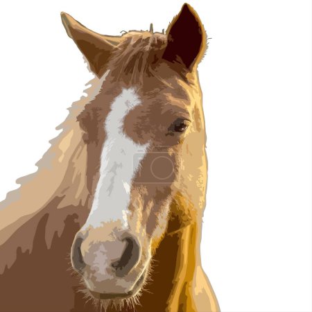 Pferdekopf isoliert auf weißem Hintergrund. Vektorillustration