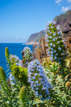 Téléchargez les photos : Fierté de fleurs de madère sur la côte sauvage de l'île de Madère, Portugal - en image libre de droit