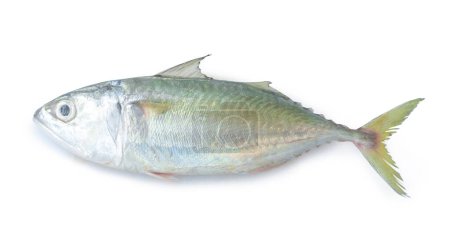 Photo for Single fresh mackerel fishs are iisolated on white background with clipping path. - Royalty Free Image