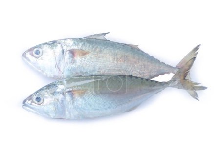 Photo for Fresh two mackerel fishs are iisolated on white background with clipping path. - Royalty Free Image