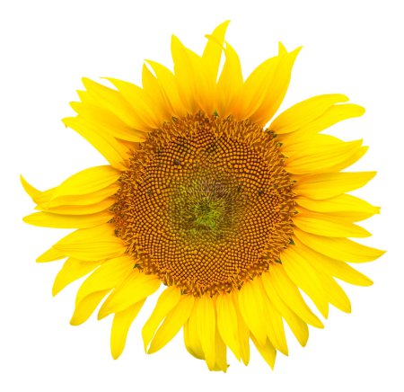 Photo for Close up photo of single fresh beautiful yellow sunflower is isolated on white background with clipping path. - Royalty Free Image