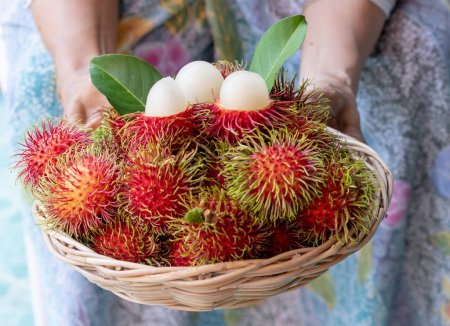 Köstliche reife rote Rambutane im hölzernen Obstkorb liegen in den Händen einer alten Bäuerin, die sich ausstreckt, um die Früchte zu präsentieren.
