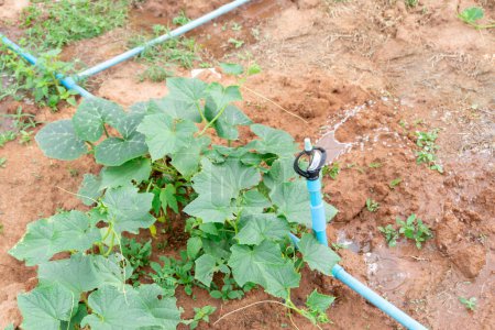Téléchargez les photos : Sprinkler ensemble est installé dans la plantation pour fournir de l'eau à la jeune plante verte de citrouille dans le pays en amont, Concept de technologie du système d'eau agricole ou de la technologie de gestion de l'eau - en image libre de droit