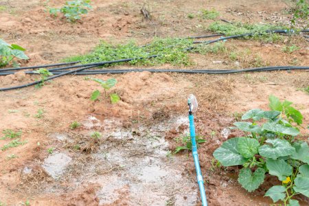 Téléchargez les photos : Sprinkler ensemble est installé dans la plantation pour fournir de l'eau à la jeune plante verte de citrouille dans le pays en amont, Concept de technologie du système d'eau agricole ou de la technologie de gestion de l'eau - en image libre de droit