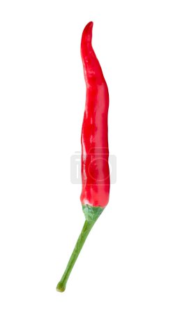 Front view of single red chili pepper is isolated on white background with clipping path.