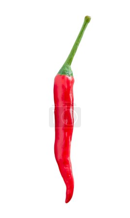 Front view of single fresh red chili pepper is isolated on white background with clipping path.