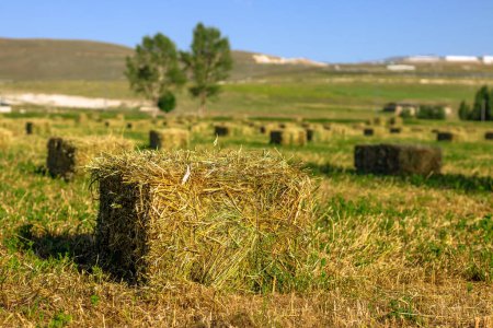 Photo for Hay bales with harvested hay field.Content available for harvest time.Agricultur. High quality photo - Royalty Free Image