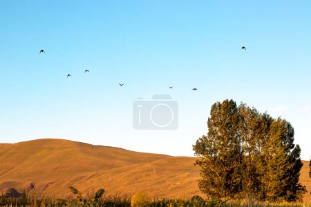 Téléchargez les photos : Un troupeau d'oiseaux survole un champ avec un arbre au premier plan. avec espace de copie. Photo de haute qualité - en image libre de droit