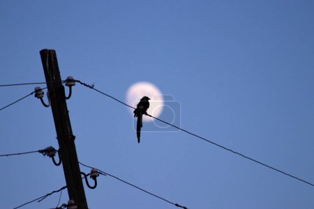 Foto de Un pájaro se posa en un alambre con una luna en el fondo, creando una escena tranquila. Foto de alta calidad - Imagen libre de derechos