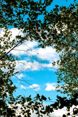 Photo for A tree with leaves and the sky is blue and copy space for backgrounds. High quality photo - Royalty Free Image