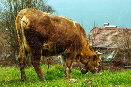 Foto de Una vaca pastando en un exuberante pasto verde, perfecto para el contenido de Eid al-Adha. Foto de alta calidad - Imagen libre de derechos