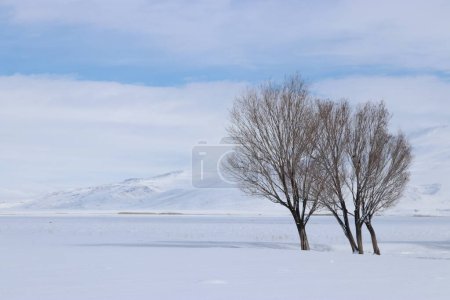 Photo for A peaceful winter landscape showcasing bare trees against a pristine snowfield with distant mountains under a calm blue sky. - Royalty Free Image