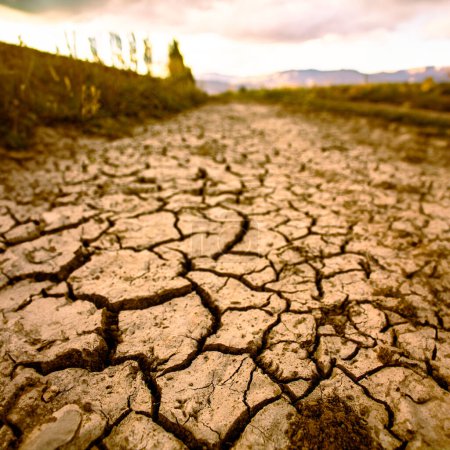 Die raue Realität der Dürre, die eine ausgedörrte Landschaft zeigt, in der die Erde in ein komplexes Netzwerk tiefer Risse gekracht ist. Pflanzenwelt unterstreicht die Schwere der Wasserknappheit.