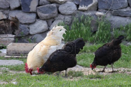 Chickens foraging on a farmyard, showcasing organic poultry farming. Organic eggs. High quality photo