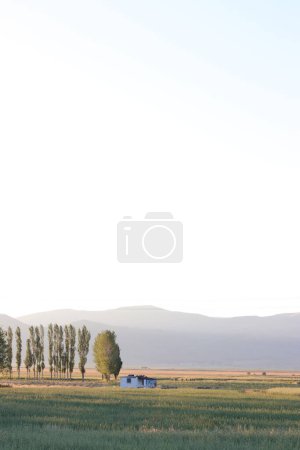 Photo for Serene summer landscape at dusk, with soft golden light over a rural field and distant hills. - Royalty Free Image