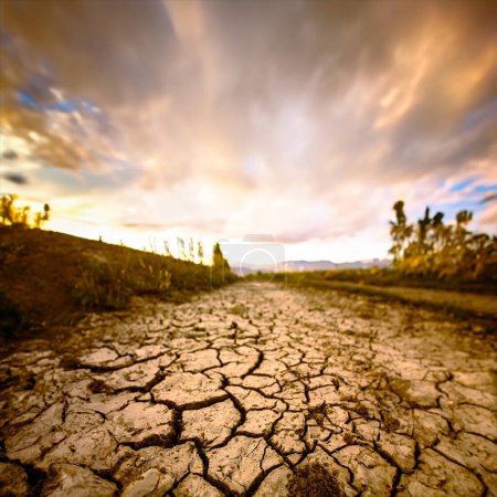 The harsh reality of drought, showcasing a parched landscape where the earth has cracked into a complex network of deep fissures. Plant life emphasizes the severity of water scarcity.