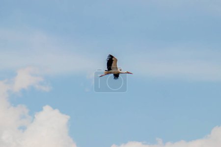 A stork soaring freely in the sky, marking the arrival of spring and its migratory journey to warmer regions. High quality photo