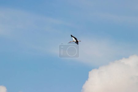 Una cigüeña que se eleva libremente en el cielo, marcando la llegada de la primavera y su viaje migratorio a regiones más cálidas. Foto de alta calidad