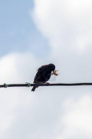 Ein Vogel sammelt mit seinem Schnabel Gras, um im Frühling ein Nest zu bauen. Hochwertiges Foto