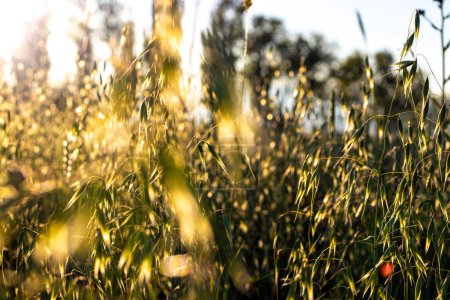 La luz del sol de la hora dorada se filtra a través de las cuchillas de cebada, evocando una escena rural tranquila y cálida. Foto de alta calidad