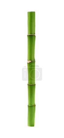 Bamboo shoot isolated on white background. Green bamboo stem for design.