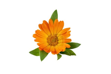 Photo for Calendula officinalis flower isolated on white background. Yellow marigold flower blossom and leaf for design. - Royalty Free Image