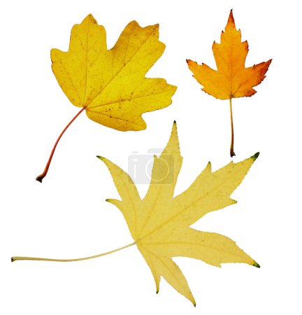 Sammlung von Herbst Draht silbernes Ahornblatt isoliert auf weißem Hintergrund. Set aus verschiedenen Ahornblättern für das Design. Acer saccharinum Wieri.