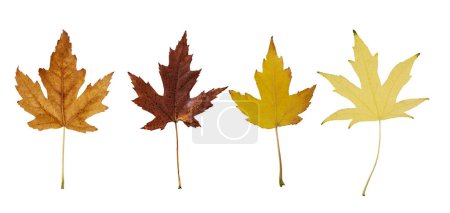 Collection of autumn wire silver maple leaf isolated on white background. Set of various maple leaves for design.  Acer saccharinum Wieri.